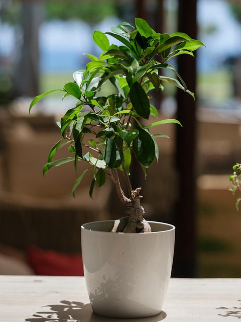 Ficus Microcarpa (Chinese Banyan)