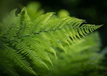Boston Fern