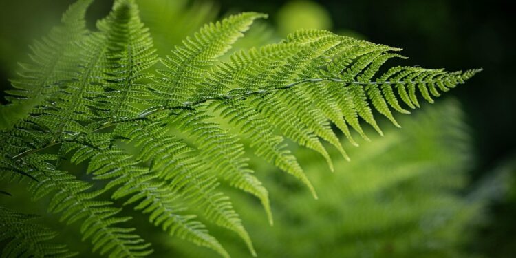 Boston Fern