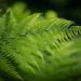 Boston Fern