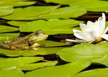 Making a Wildlife Pond
