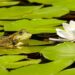 Making a Wildlife Pond
