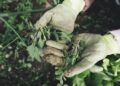 natural weed control
