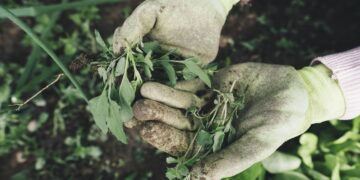 natural weed control