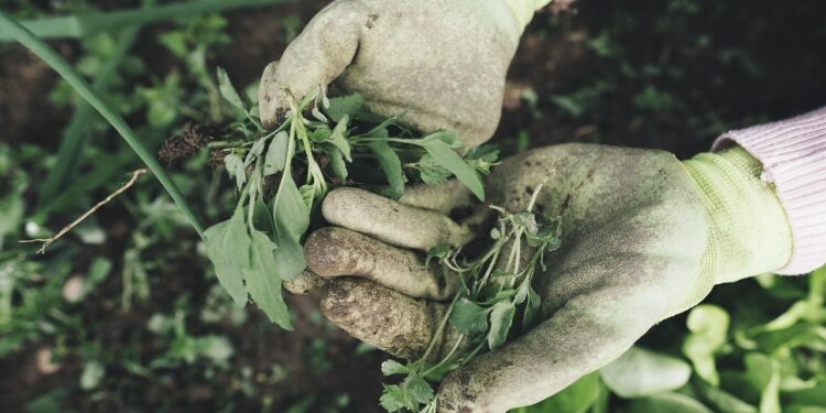 natural weed control