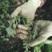 natural weed control