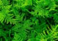 Asparagus Fern