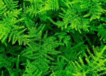 Asparagus Fern
