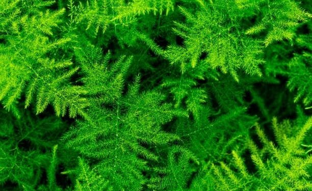 Asparagus Fern