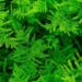 Asparagus Fern