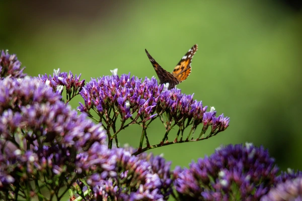 attracting red admiral butterflies
