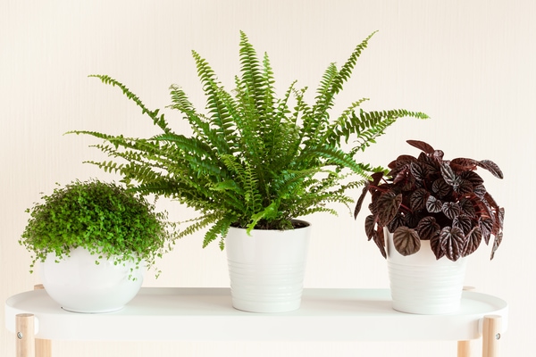 boston fern grouped with other plants