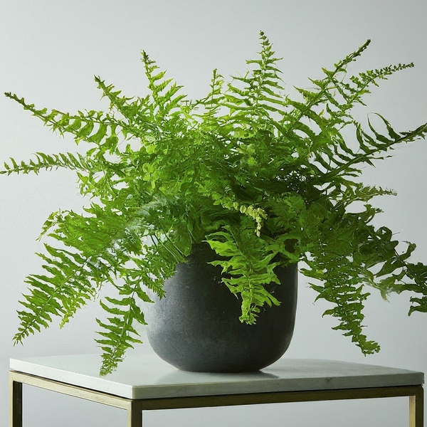 boston fern plant on table