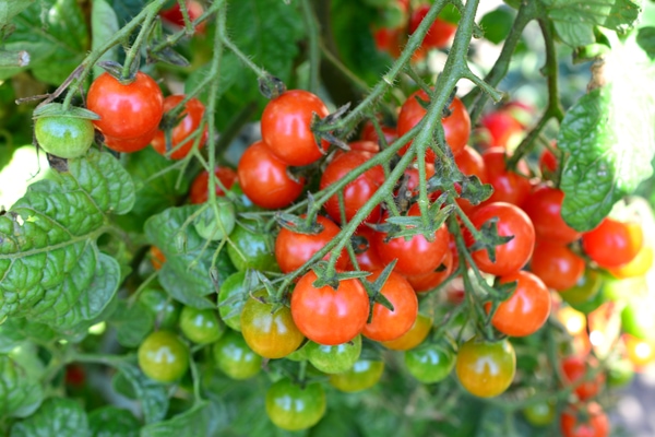 growing cherry tomatoes