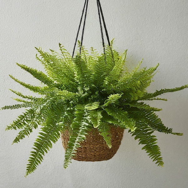hanging basket boston fern