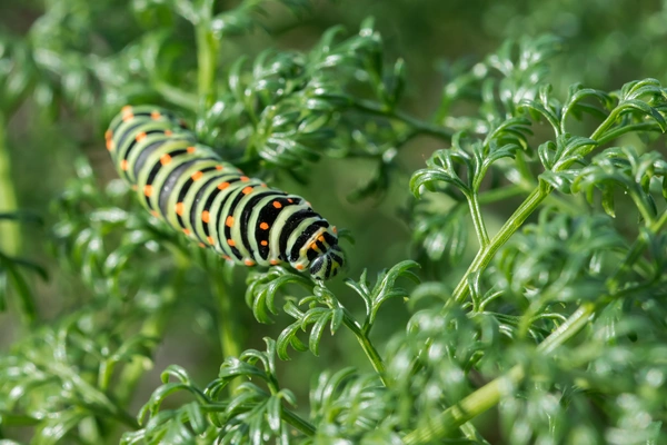 maltese swallowtail butterfly caterpillar