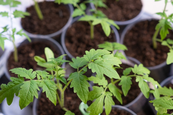 grow tomato seedlings indoors