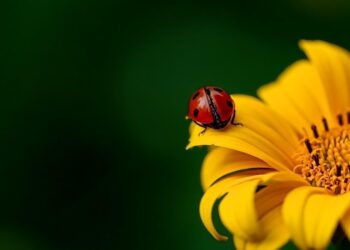ladybirds