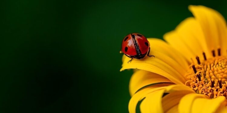 ladybirds
