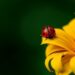 ladybirds