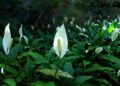 Care Tips for Your Spathiphyllum Peace Lily
