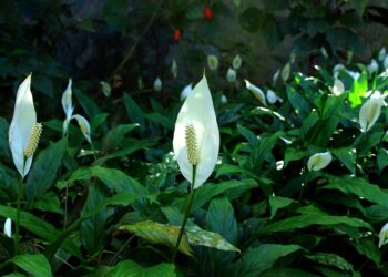 Care Tips for Your Spathiphyllum Peace Lily