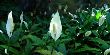 Care Tips for Your Spathiphyllum Peace Lily