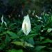 Care Tips for Your Spathiphyllum Peace Lily