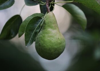best fruit trees