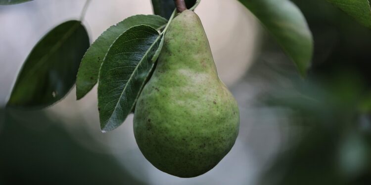 best fruit trees