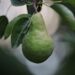 best fruit trees