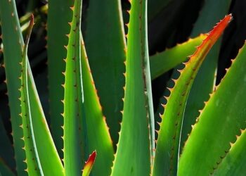 aloe vera plant