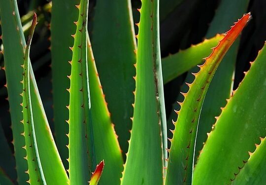 aloe vera plant