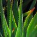 aloe vera plant