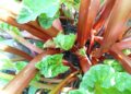 A Complete Guide to Growing Perennial Vegetables
