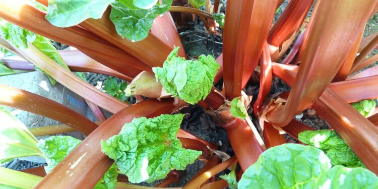 A Complete Guide to Growing Perennial Vegetables