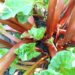 A Complete Guide to Growing Perennial Vegetables