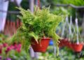 Sword Fern Polystichum Munitum