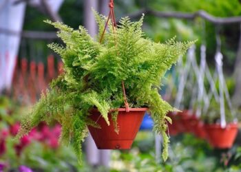 Sword Fern Polystichum Munitum