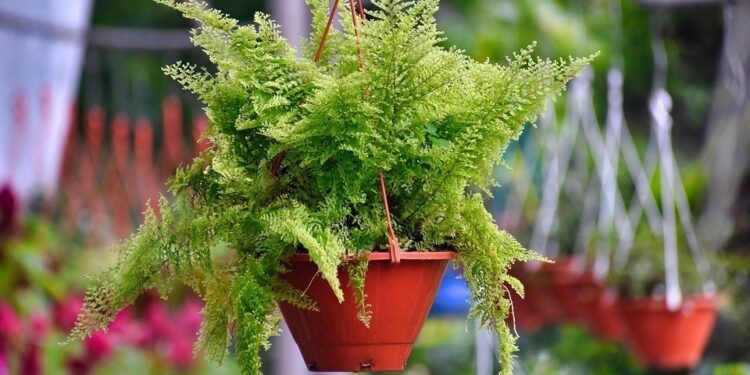 Sword Fern Polystichum Munitum