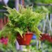 Sword Fern Polystichum Munitum