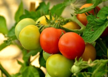 growing tomatoes