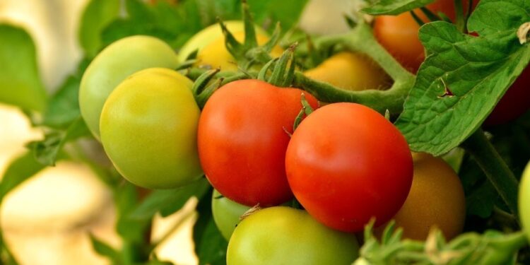 growing tomatoes