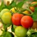 growing tomatoes