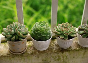 Balcony Garden Ideas