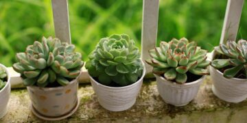 Balcony Garden Ideas