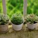 Balcony Garden Ideas