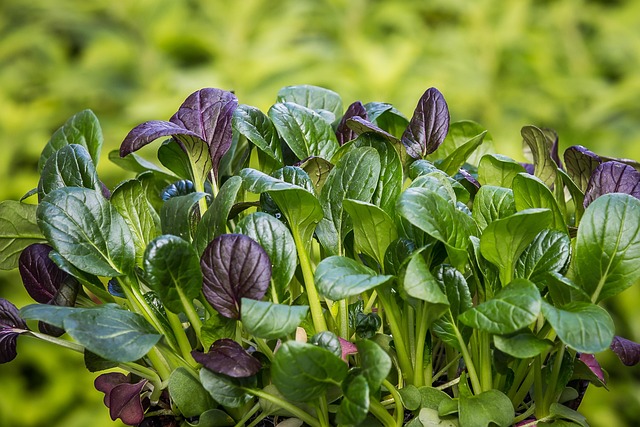 Spinach, Japanese spinach