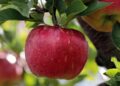 From Seed to Orchard: Guide to Growing Apples