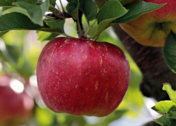 From Seed to Orchard: Guide to Growing Apples